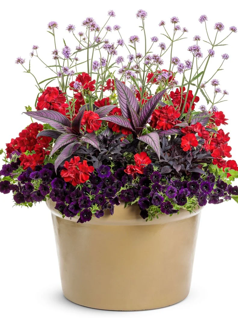 A container of Persian shield plants with geraniums, verbena and trailing petunias
