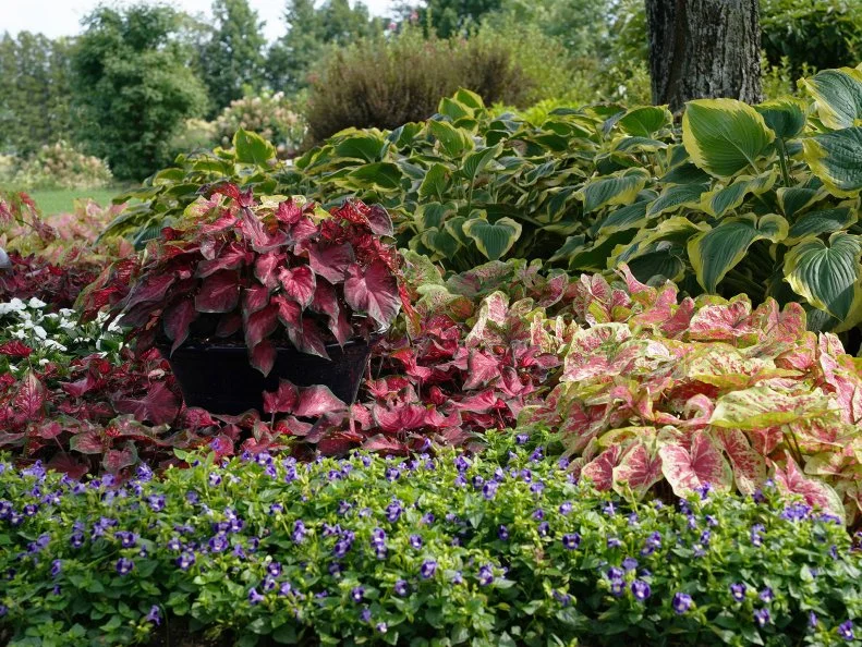 Hostas and caladiums in a garden bed