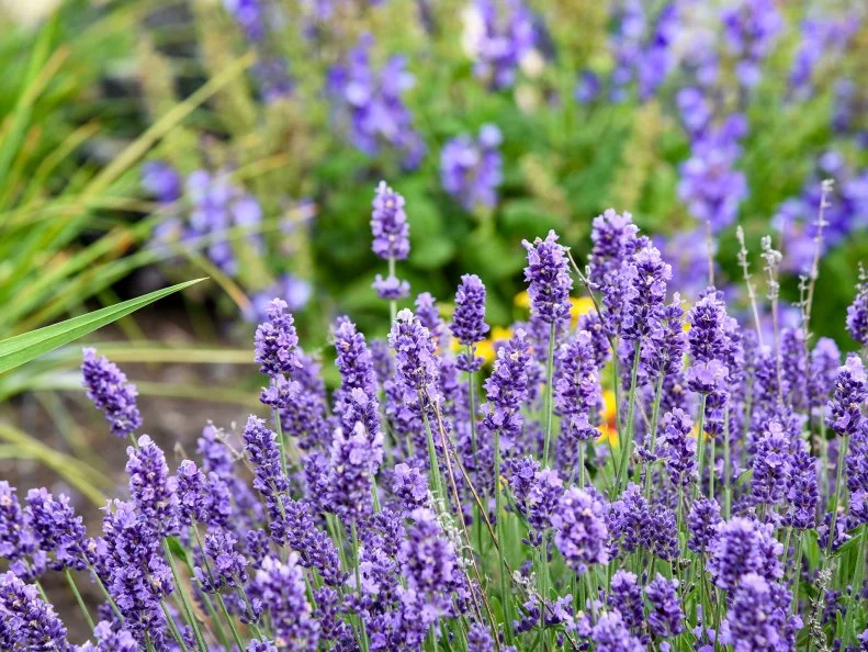 Dense spikes of violet-purple lavender blooms rise on silvery stems in a sunny garden border, with soft green and yellow foliage visible in the blurred background.