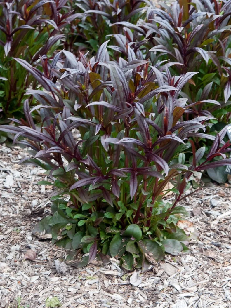 Also known as beardtongue, penstemon is the largest genus of flowering plants native to North America.