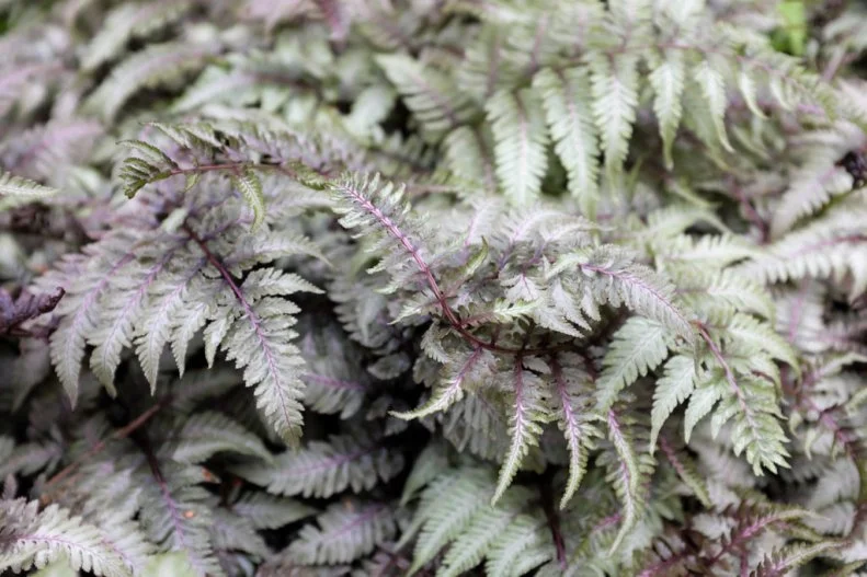 Japanese Painted Fern 'Red Beauty' features silvery gray-green fronds and burgundy red stems and veins.