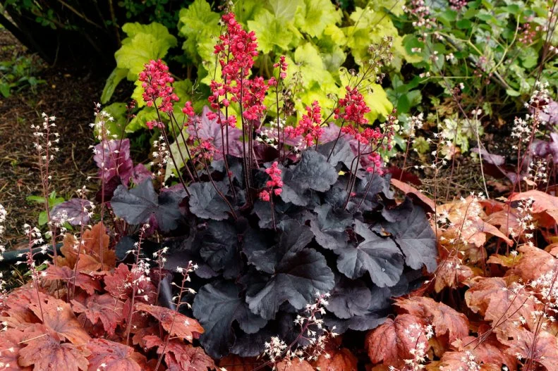 A plant that combines the best of both color worlds, 'Black Forest Cake' heuchera has almost black foliage and bright cherry red flowers. There are a host of heuchera with goth-worthy tones to consider for the goth garden including 'Black Beauty' 'Black Pearl' and 'Obsidian'.