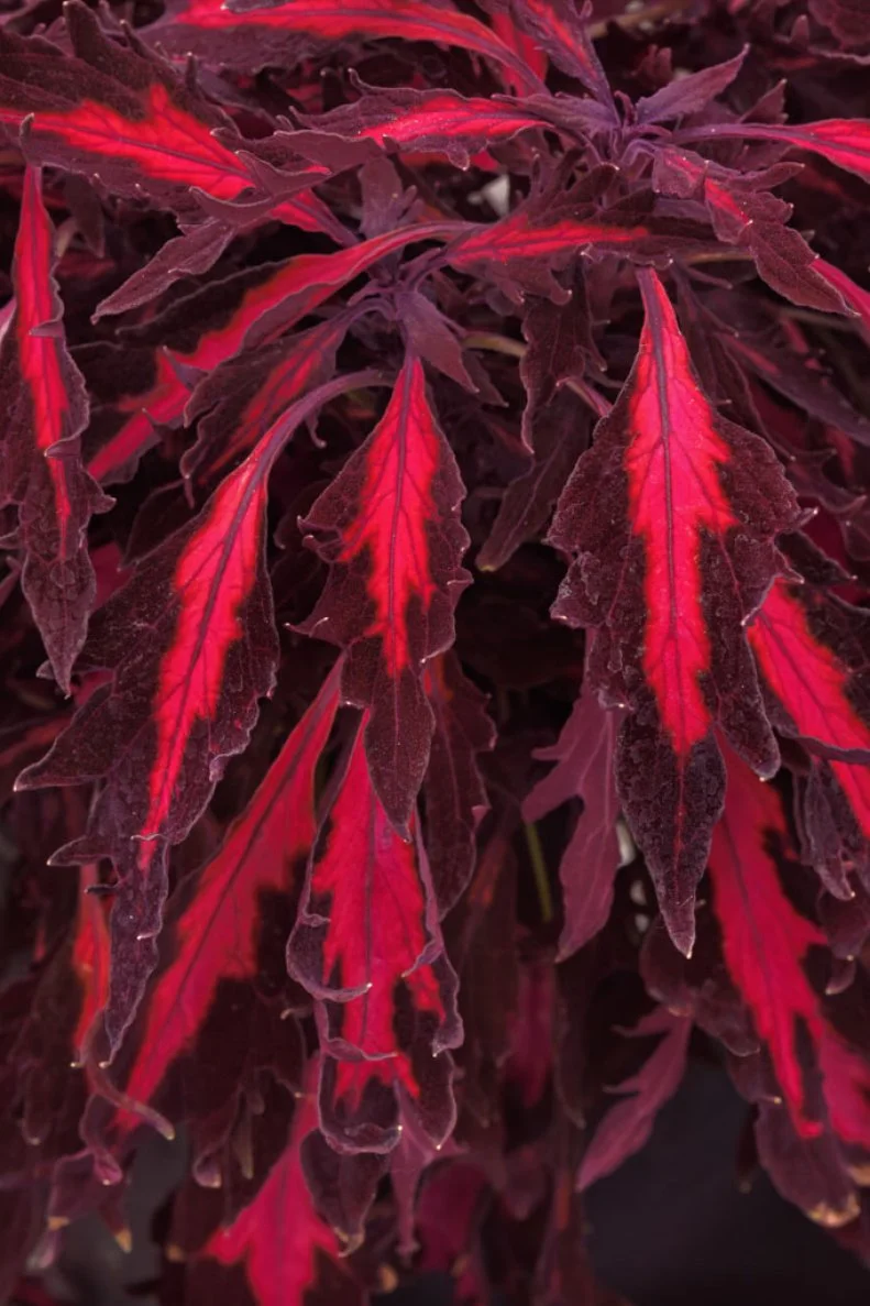 This vibrant red and burgundy annual has jagged foliage and a dramatic look.