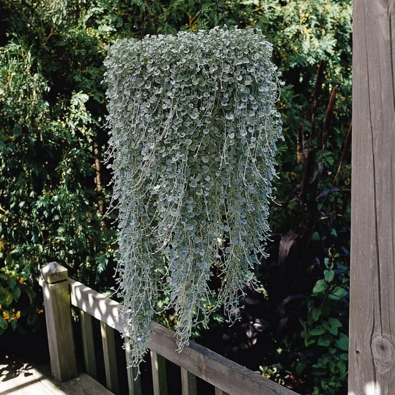 Dichondra 'Silver Falls' (Dichondra argentea) is a fast-growing trailing perennial with silvery, shimmering silver  leaves on cascading stems.