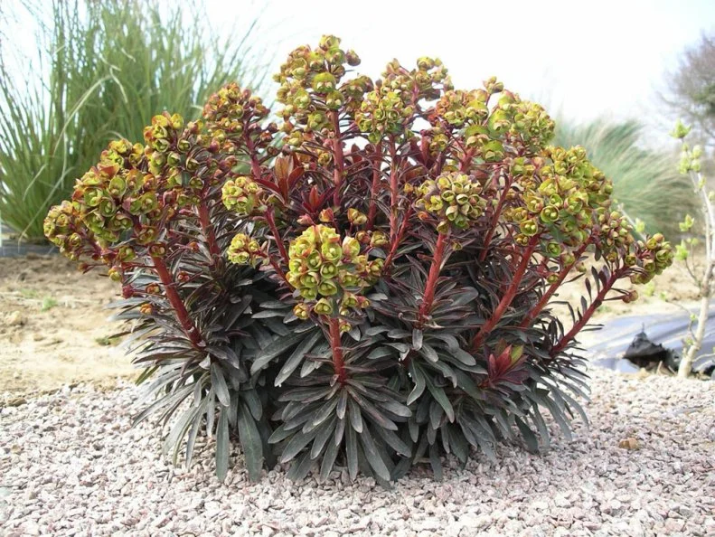 This herbaceous perennial also known as spurge is toxic, so keep it away from children and pets.
