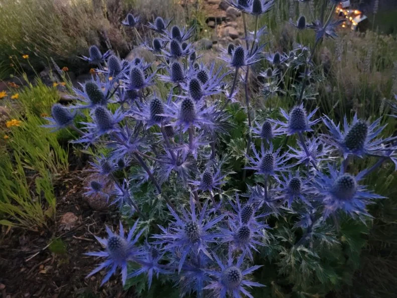 This eryngium has an otherworldly look with its strange spikes radiating out from its flower head. American Meadows Tabar Gifford recommends planting it with dark leaf companions for a truly "electric" combination.