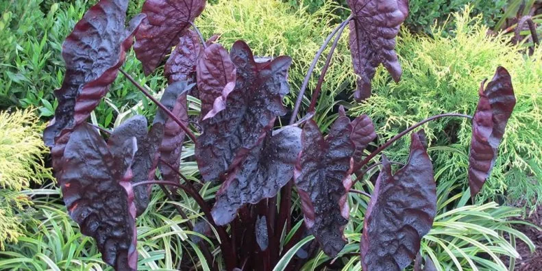 Colocasia 'Black Ripple'  is a compact, dwarf elephant ear with deeply puckered, shiny chocolate-purple leaves and near-black stems. 