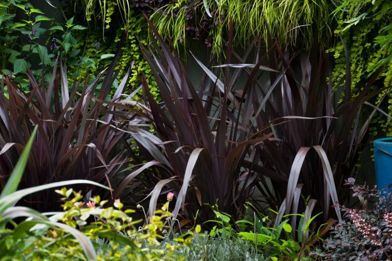 Purple leaf Phormium 'Black Adder' is a dark foliage perennial from the Sunset Plant Collection.