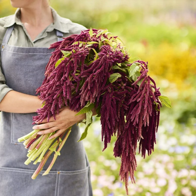 A woman holding a bouquet of cut Amaranth flowers