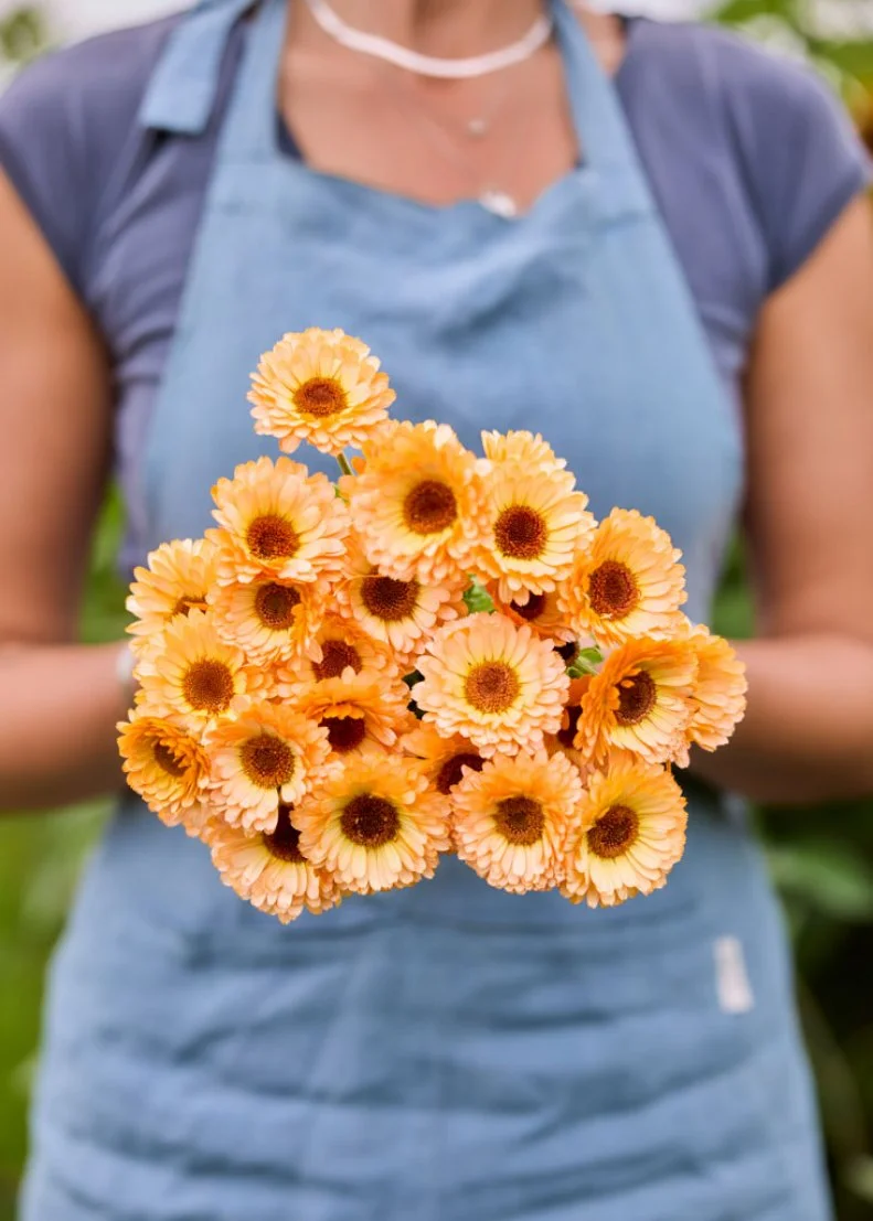 A woman holding a bouquet of heirloom Calendula 'Pink Surprise' flowers