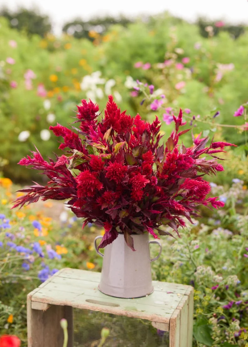 A vase on an outdoor stand holding Celosia 'Forest Fire' heirloom flowers