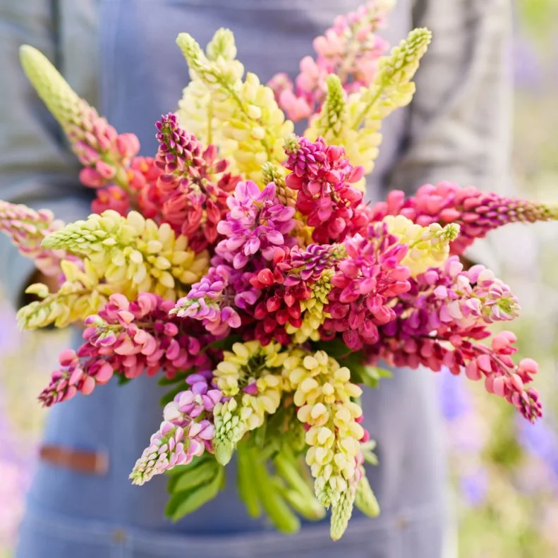 Someone holding a bouquet of Lupine Russell heirloom flowers.