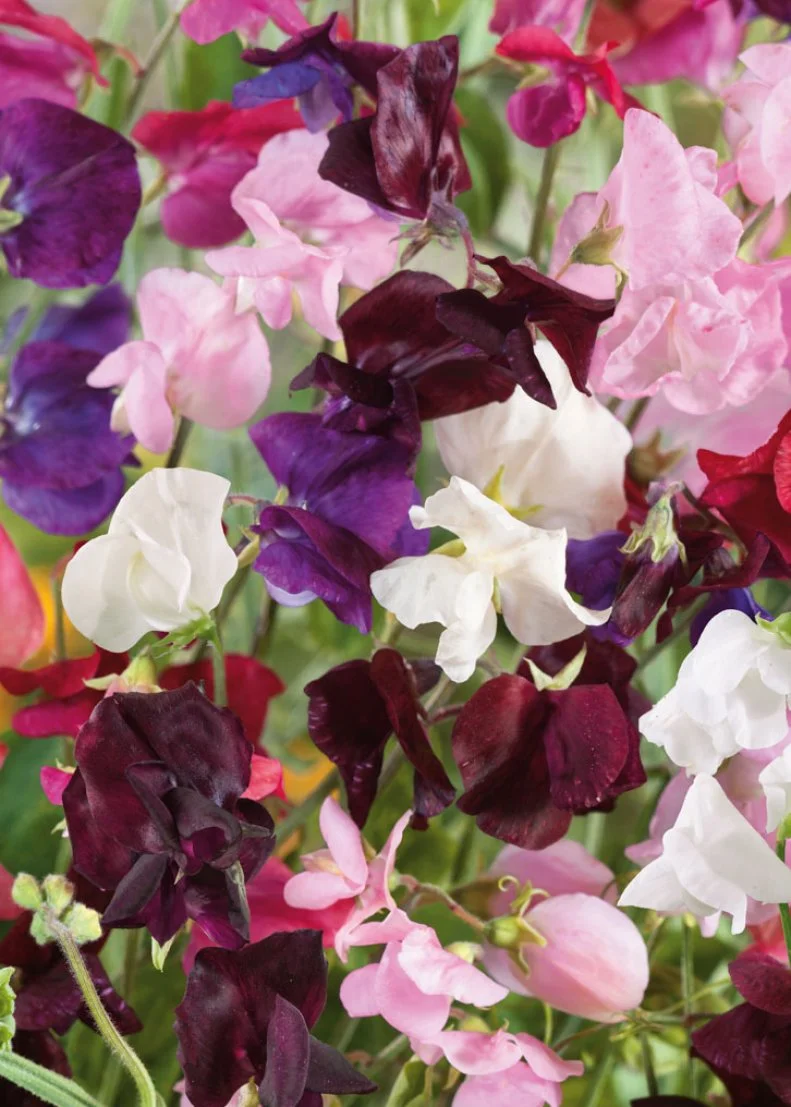 A close-up of colorful 'Old Spice' heirloom sweet peas