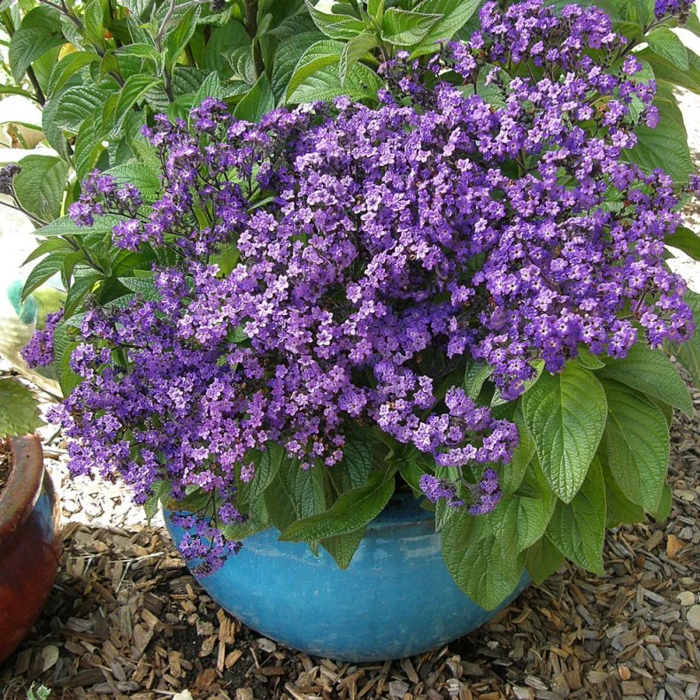 A close-up of Heliotrop 'Deep Marine' heirloom flowers in a container