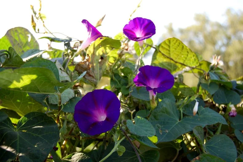 A close-up of 'Grandpa Ott's' morning glory heirloom flowers
