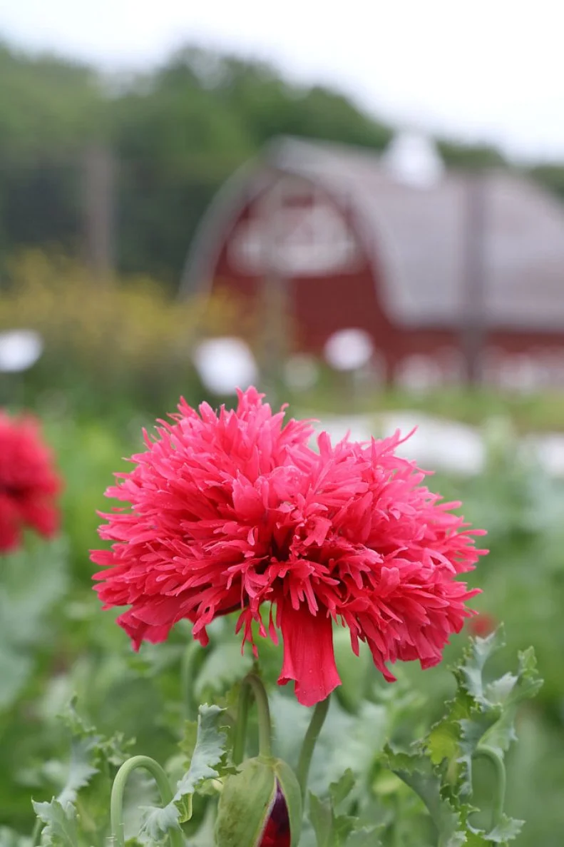 A close-up of a 'Gatterman' poppy, an heirloom flower.