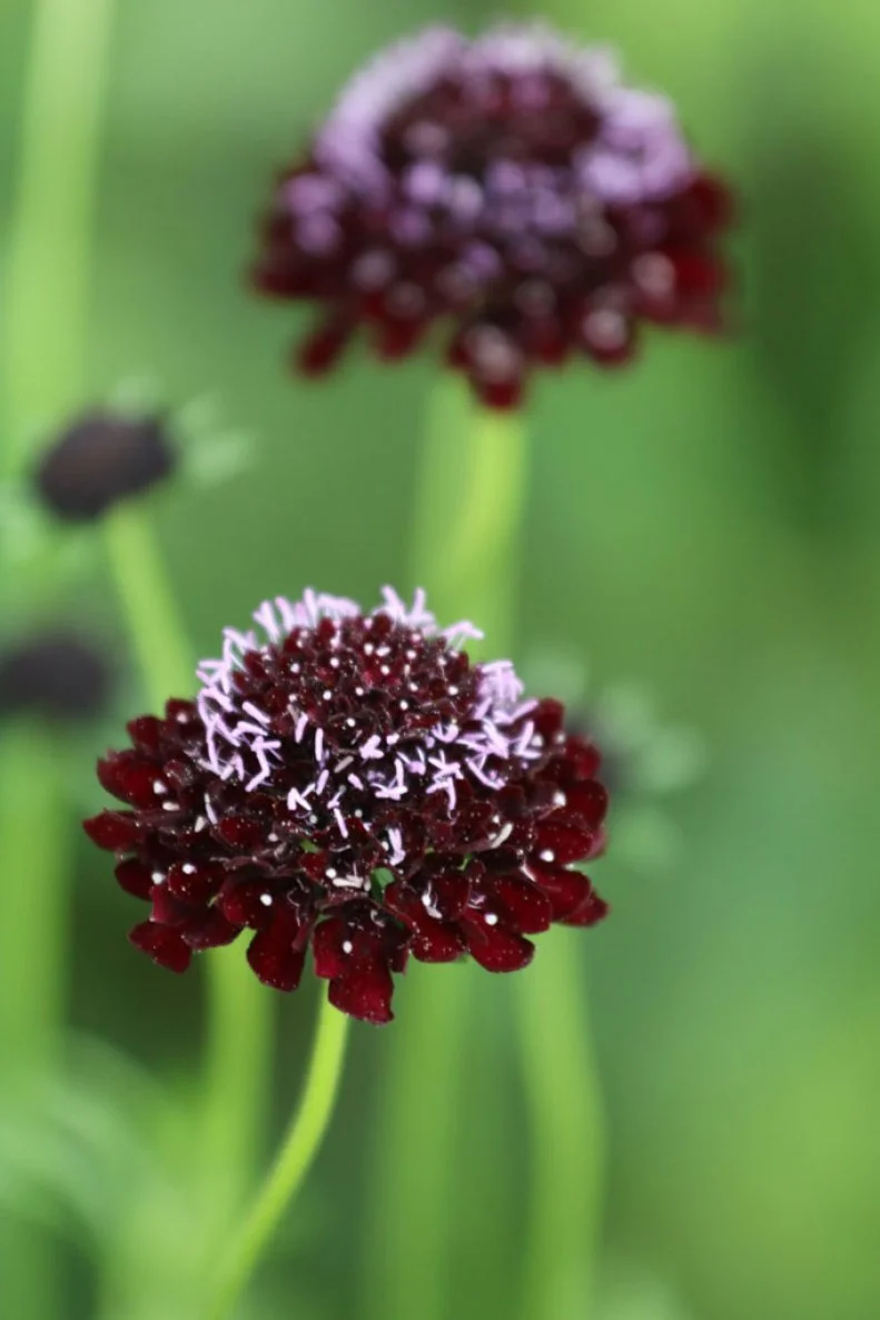 A close-up of heirloom pincushion flowers.