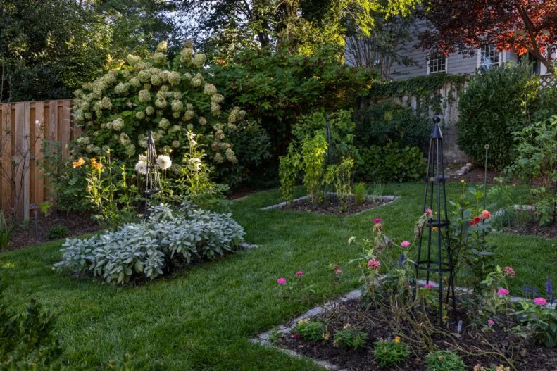 A backyard garden with grass paths between stone-edged raised beds, black metal trellises, and blooming hydrangeas and dahlias.