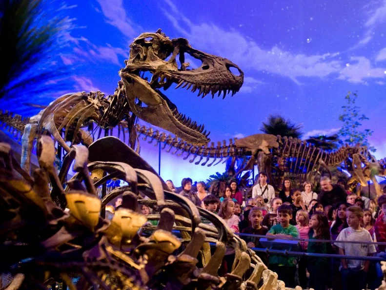 An exhibit of dinosaur fossils at the Childrens' Musem of Indianapoli