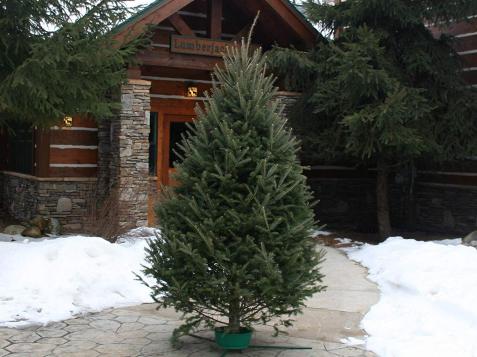 You Can Now Order a Real, Full-Size Christmas Tree on Amazon