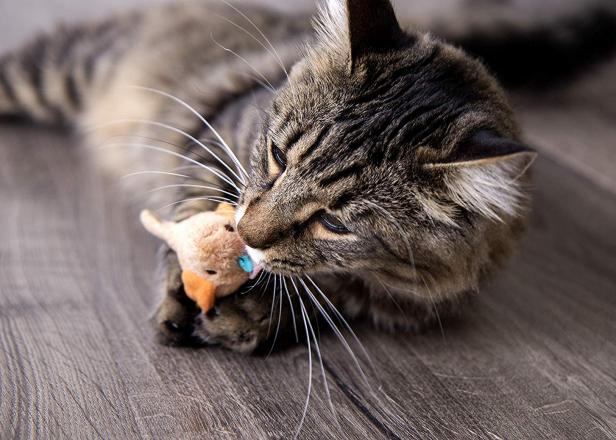 16 Gifts For Cats Under 20 Hgtv