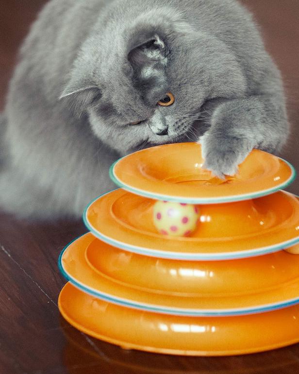 16 Gifts For Cats Under 20 Hgtv