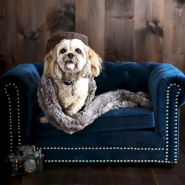 10 Stylish Pet Beds Hgtv