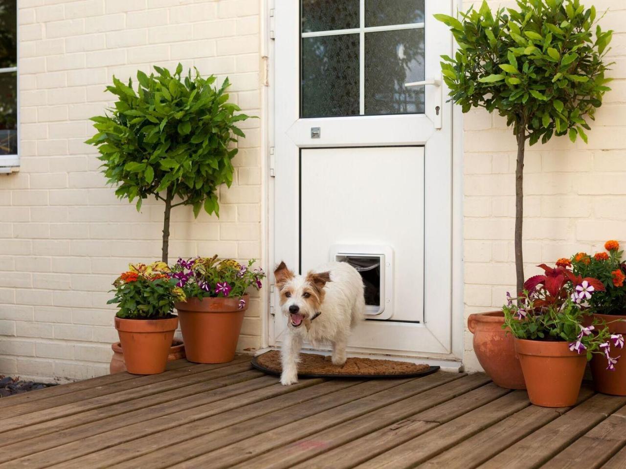 Apartment dog door shop