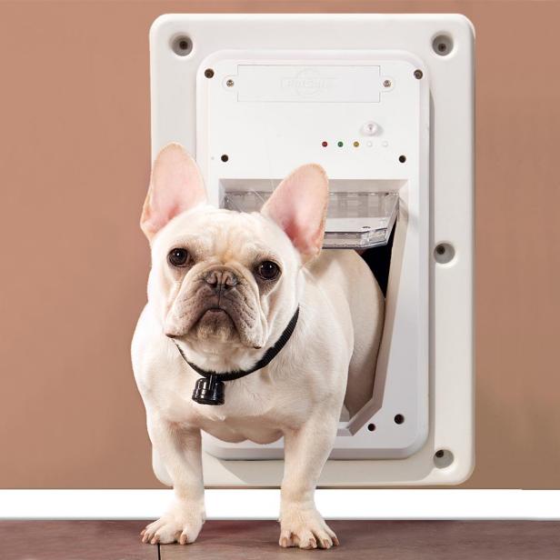 Best smart shop dog door
