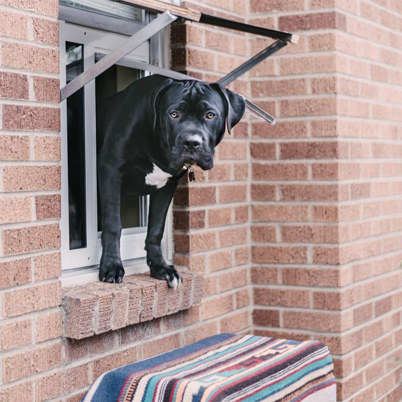 Dog door solutions on sale