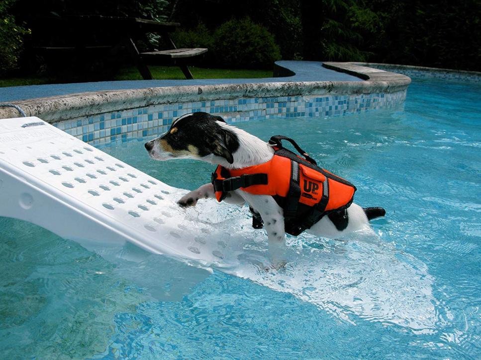 10 Essential Items to Keep Your Dog Cool | HGTV Personal Shopper | HGTV