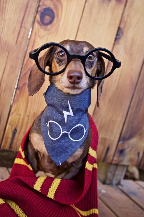 Nerdy Pet Toys and Costumes HGTV Personal Shopper HGTV