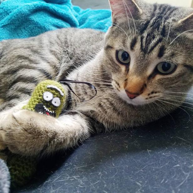 Nerdy Pet Toys And Costumes Hgtv Personal Shopper Hgtv