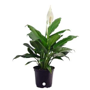 15" Peace Lily