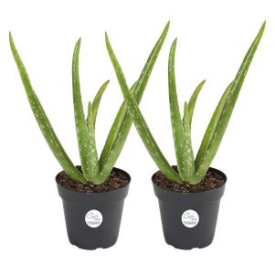 Aloe vera two-pack