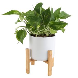 Golden pothos with stand