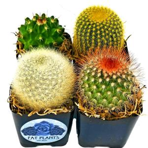 Indoor cactus 4-pack