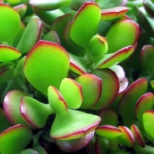 Jade plant in 4" pot