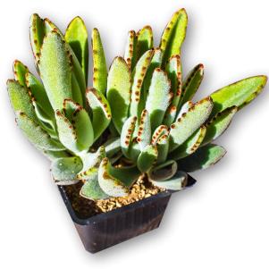 Rabbit's ear (panda) plant