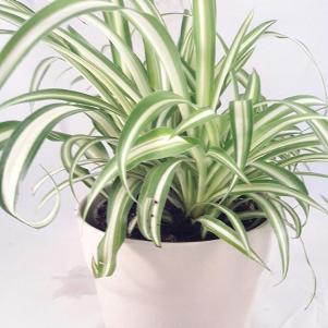 Spider plant in ceramic pot