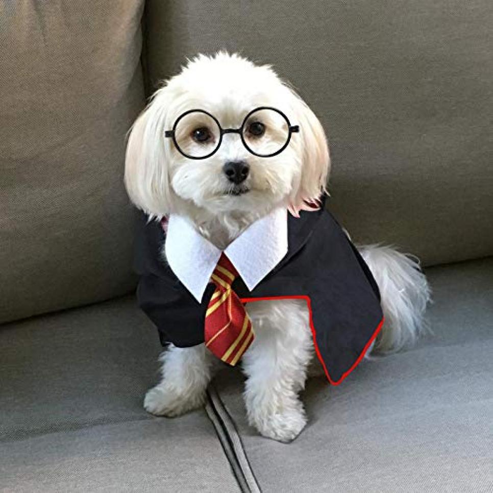 Top Small Dog Halloween Costumes From Amazon Hgtv