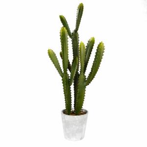 Cactus Succulent in Pot