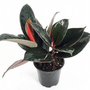 4" India Rubber Tree