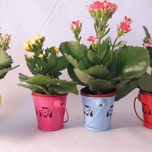 Kalanchoe Collection