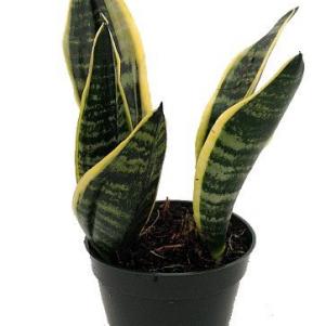 Robusta Snake Plant
