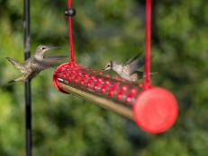 Welcome the tiniest of feathered friends with these top-rated feeders and accessories.