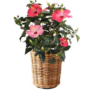 Planter