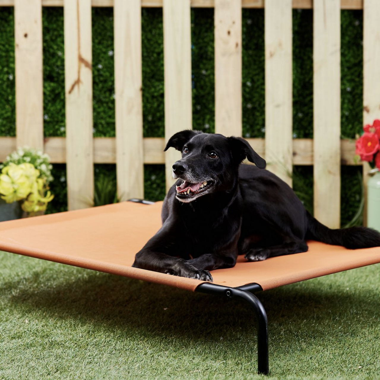 Pets at home cooling bandana outlet