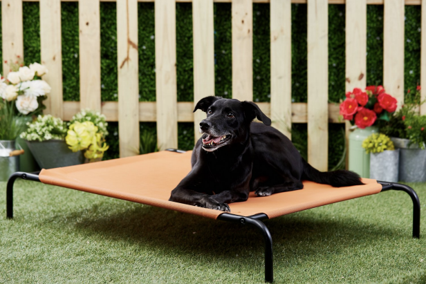 Cool dog items online