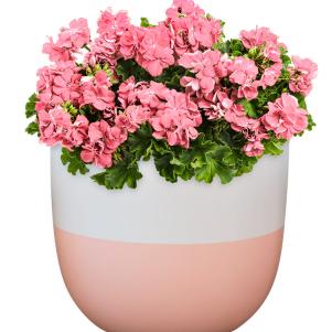 Planter